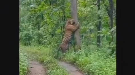 Video Penampakan Harimau Jawa Di Grobogan Ternyata Hoax Sang Penyebar