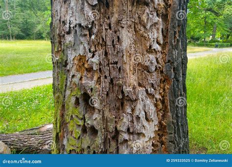 Closeup Du Tronc D Un Vieux Arbre Un Arbre Malade Image Stock Image