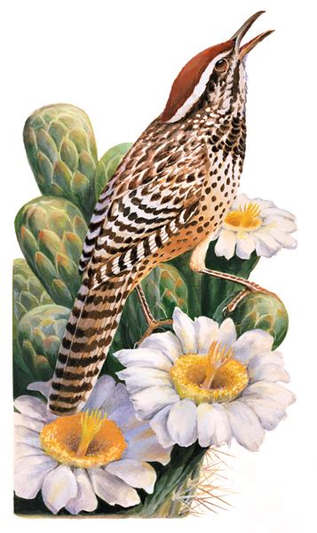 Arizona: Cactus Wren and Saguaro Cactus Blossom | National Postal Museum