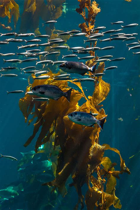 Kelp Forest Monterey Bay Aquarium Monterey County California Usa