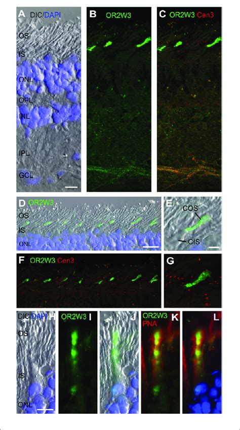 Indirect Immunofluorescence Of Or2w3 In The Human Retina Ac Download Scientific Diagram