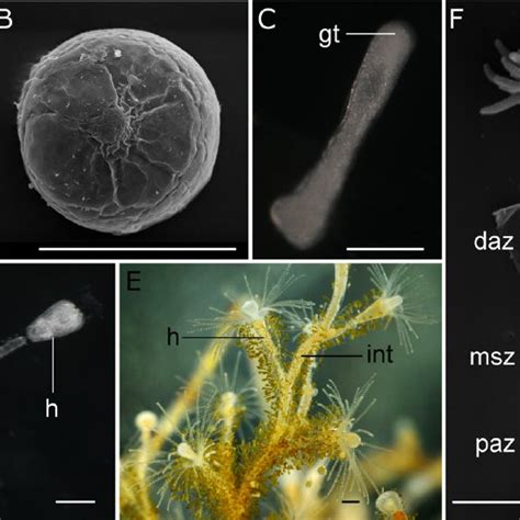 Morphology and histology of a Gonothyraea loveni planula. Arrowheads... | Download Scientific ...