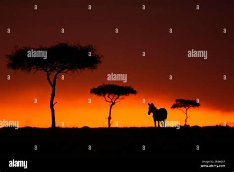 Common Plains Zebra Equus Quagga Adult Silhouetted With Acacia