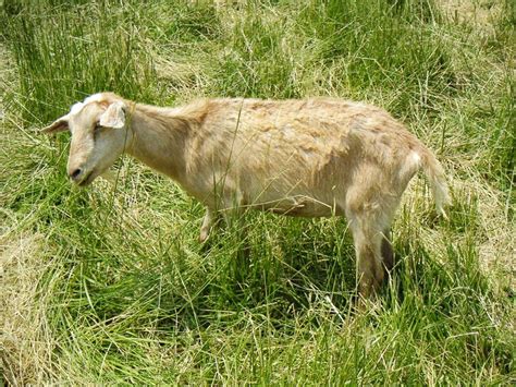 Common Diseases And Problems With Goats Goat Farming In South Africa