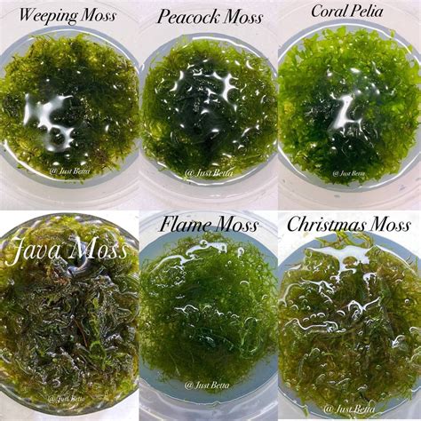 Assorted Loose Moss Aquatic Moss Aquarium Live Plants Aquascape