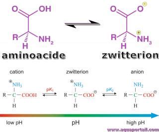 Zwitterion définition et explications