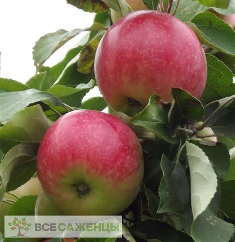 Цена на Яблоня Мельба - купить саженцы