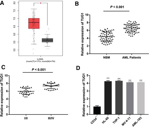 Silencing Of Long Noncoding Rna Tug Inhibits Viability And Promotes