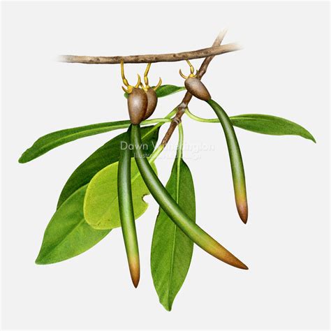 red mangrove tree seeds