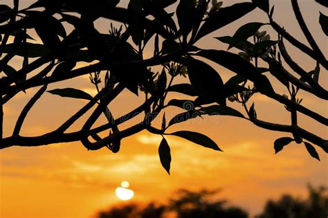 Silhueta Da Rvore De Floresc Ncia Do Plumeria No Por Do Sol Foto De