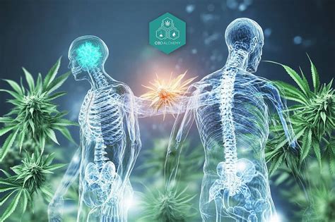 El Cbd Y El Dolor Una Gu A Completa Para Entender El Cannabidiol Para