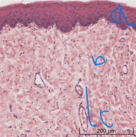 Epithelium Pictures Labelling Flashcards Quizlet