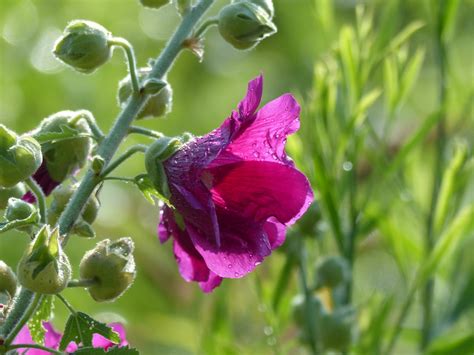 Blumen Im Juli Evas Naturfotographie