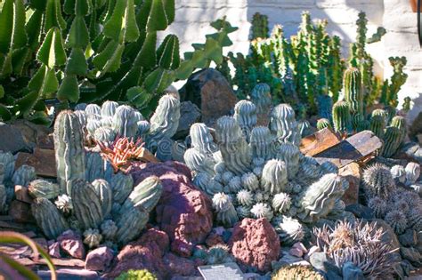 Desert Garden With Succulents Stock Photo Image Of Blue Botanic