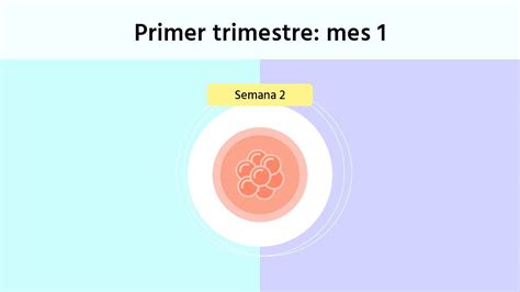 Semana 2 De Embarazo Síntomas Y Desarrollo Del Bebé