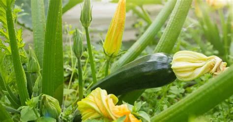 Las hojas de calabacín se vuelven amarillas Razones para que las hojas