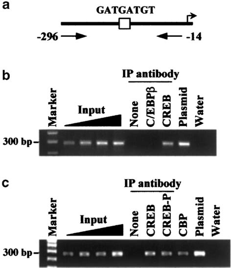 Chromatin Immunoprecipitation Analysis Of CREB Interaction With The