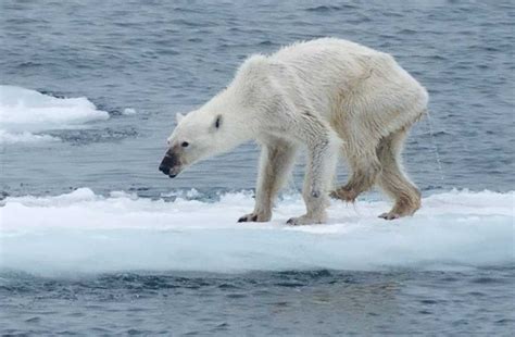 Eisbären bedroht durch Klimawandel und Jagd Pro Wildlife