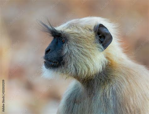 Langoor Stock Photo | Adobe Stock