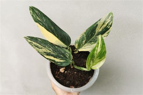 How To Grow And Care For The Monstera Standleyana