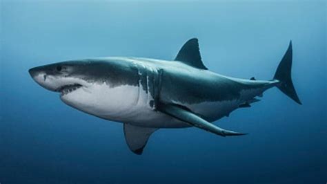 16 Foot Great White Shark Caught Off South Carolina Coast