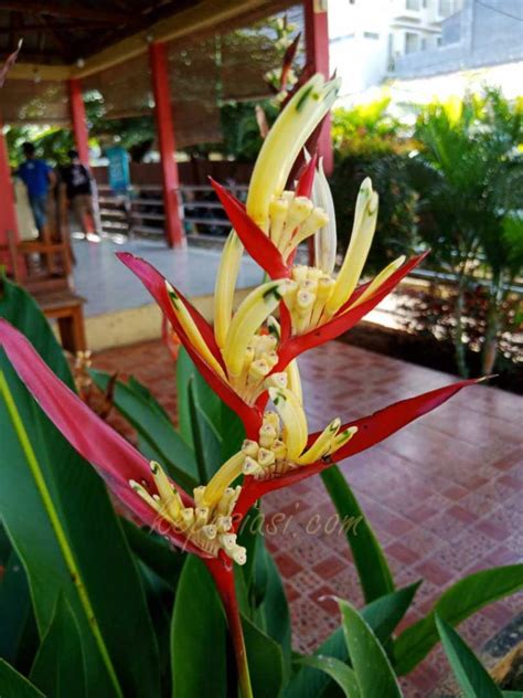 Bunga Heliconia Si Cantik Penyerap Polutan Udara