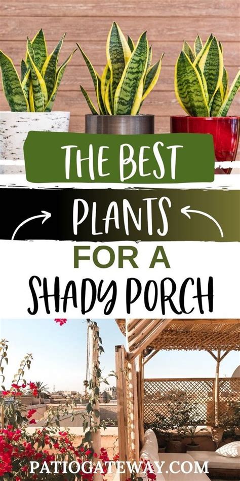 The Best Plants For A Shady Porch Best Potted Plants For Shade Best