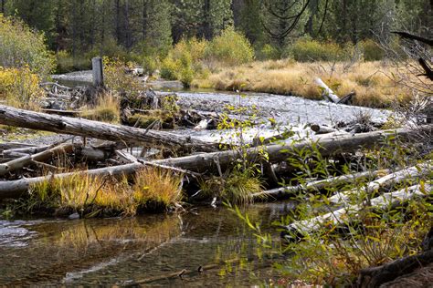 Where to See Beavers in Central Oregon - Beaverworksoregon