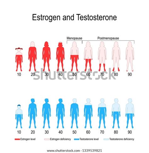 Estrogen Levels Chart: A Visual Reference of Charts | Chart Master