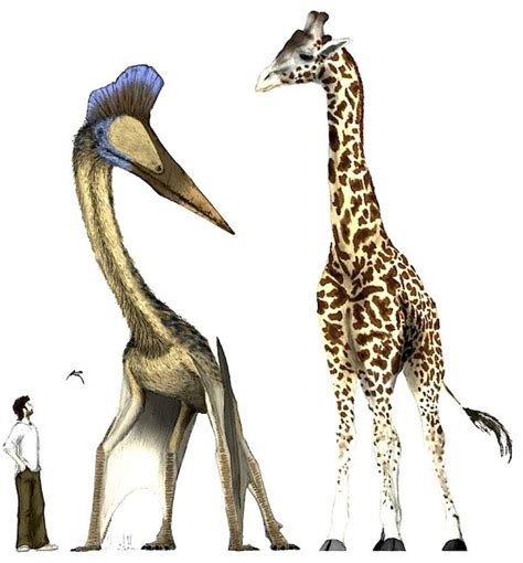 Quetzalcoatlus Facts Etymology Behavior And Adaptation