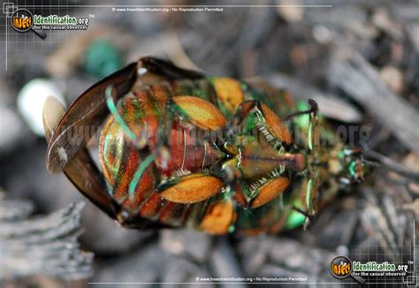 Green June Beetle Life Cycle