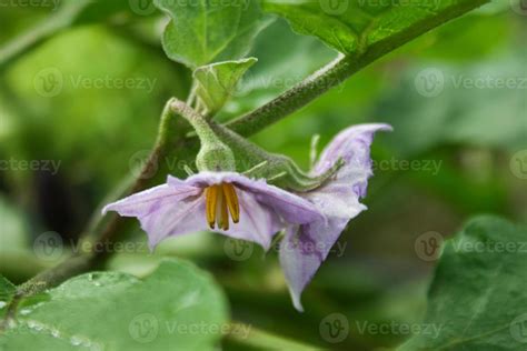 Purple eggplant flowers, organic vegetables of Thai gardeners 8141964 Stock Photo at Vecteezy