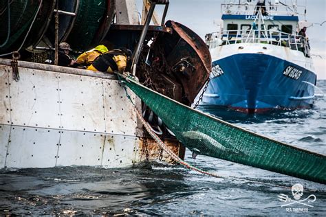 Hécatombe de dauphins les scientifiques du CIEM plaident pour une