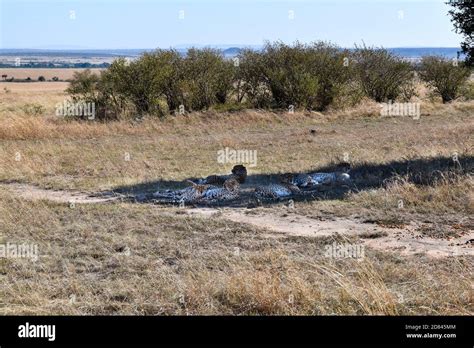 group of cheetahs in the savannah Stock Photo - Alamy