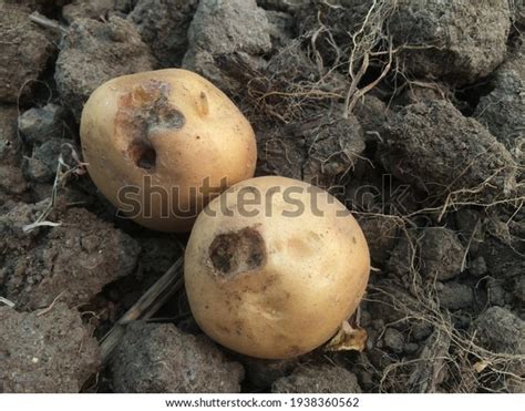 Potato Tuber Showing Severe Black Cutworm Stock Photo 1938360562