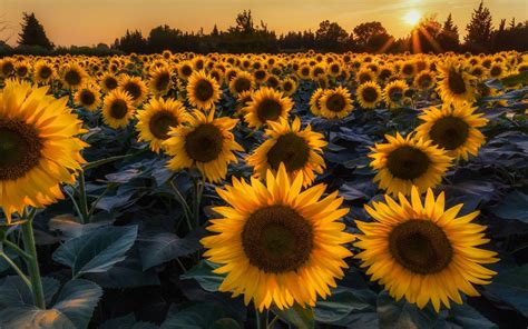 Sunflower Laptop Wallpapers Top Free Sunflower Laptop Backgrounds Wallpaperaccess