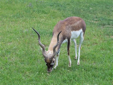 Spiral Horned Antelope Explore Patty In Cowtowns Photos O Flickr