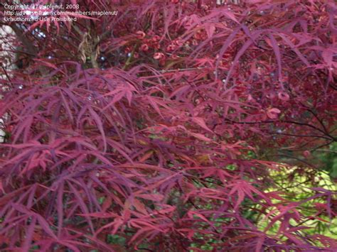 Plantfiles Pictures Ribbon Leaf Japanese Maple Atrolineare Acer Palmatum By Maplenut