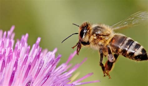 Bee Symbolism Spirit Animal Totems