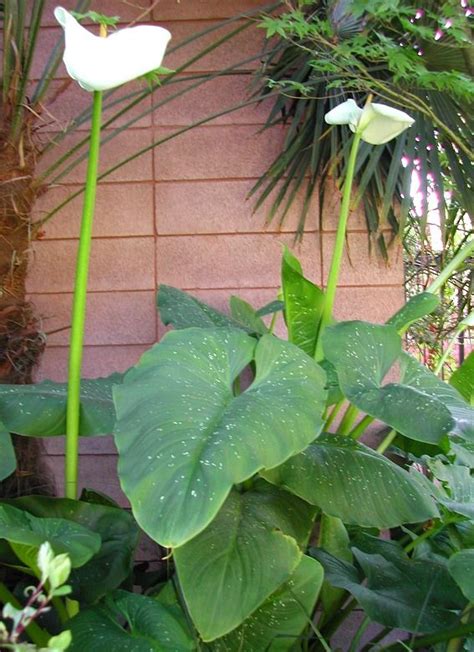 Hercules Giant Calla Lily Calla Lily Zantedeschia Arum Lily