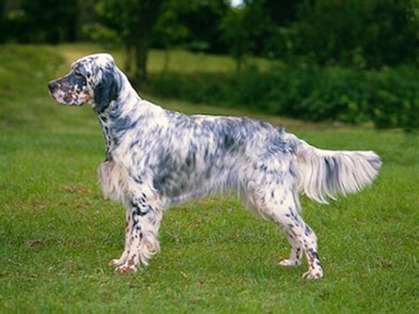 Discover the English Setter Dog Breed Information Dog Breed: Essential ...