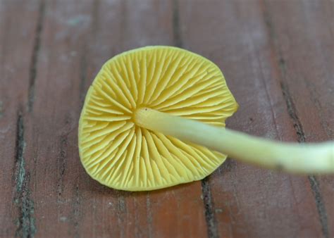 Entoloma Murrayi At Indiana Mushrooms