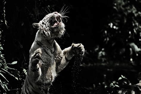 Ultra Hd Wallpaper Tiger | HD Wallpaper For Desktop And Gadget