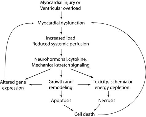 Right Ventricular Function In Cardiovascular Disease Part Ii Circulation