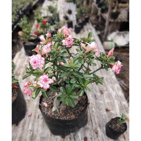 Jual Desain Terkini Untuk Kepribadian Anda Nota Link Adenium Shopee