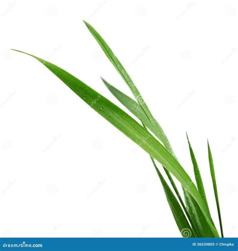 Blade Of Grass Isolated On White Background Stock Image Image Of Summer Season 36539805