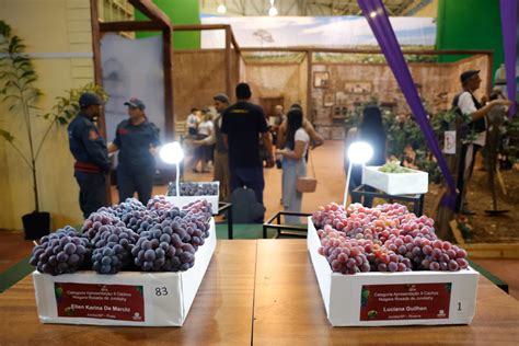 Exposição de Frutas da Festa da Uva vai premiar agricultores R 22