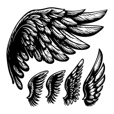 Bird Wing Drawing