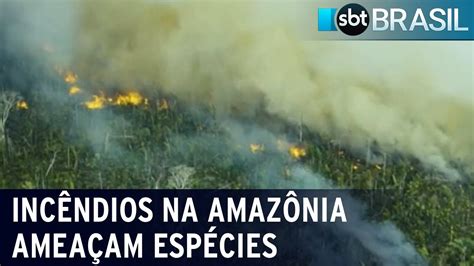 Estudo revela impacto causado por incêndios na Amazônia SBT Brasil