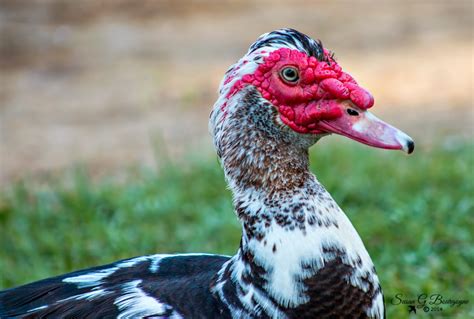 A Breath of Nature: Muscovy Ducks